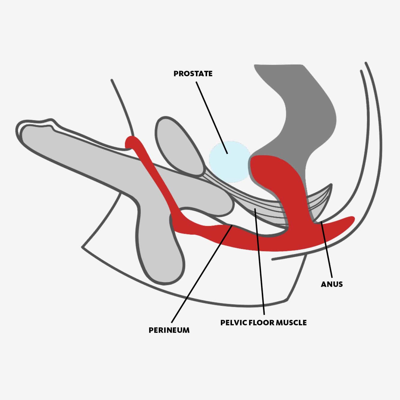 FUN FACTORY - Cock Ring BOOTIE RING how to wear