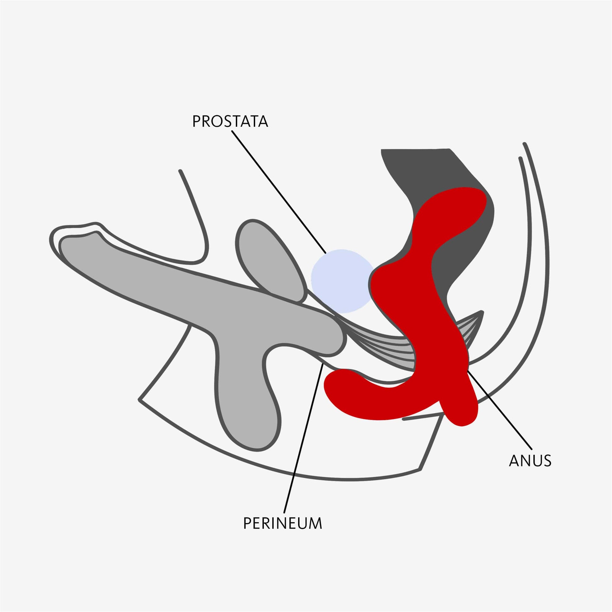 FUN FACTORY - Prostate Vibrator DUKE 